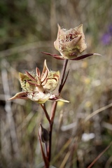 Calochortus tiburonensis
