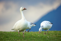 Anser caerulescens caerulescens