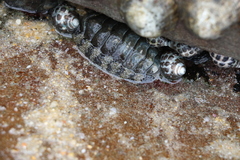 Acanthopleura gemmata