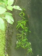 Hygrophila polysperma