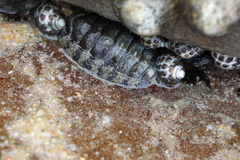 Acanthopleura gemmata