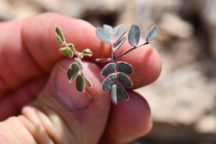 Pomaria melanosticta