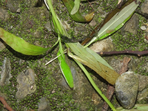 Image of Hygrophila polysperma by (c) chiuluan, some rights reserved (CC BY)