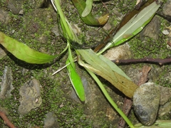 Hygrophila polysperma