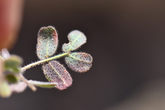 Pomaria melanosticta