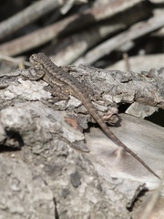 Sceloporus occidentalis