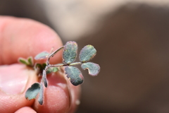 Pomaria melanosticta