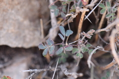 Pomaria melanosticta