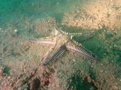 Astropecten polyacanthus