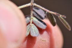 Pomaria melanosticta