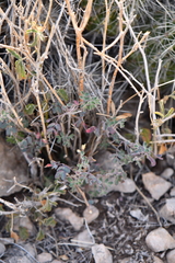 Pomaria melanosticta