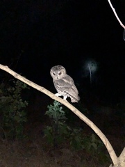 Otus bakkamoena