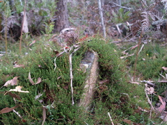 Hibbertia procumbens