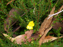 Hibbertia procumbens