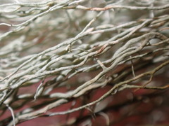 Biatoropsis usnearum