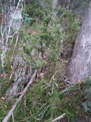 Coprosma quadrifida