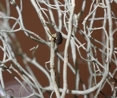 Biatoropsis usnearum