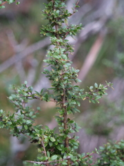 Coprosma quadrifida