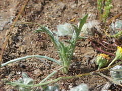 Eryngium aristulatum