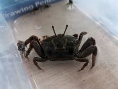 Macrophthalmus