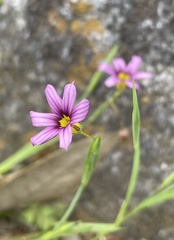 Sisyrinchium