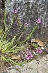 Sisyrinchium