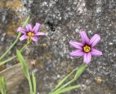 Sisyrinchium