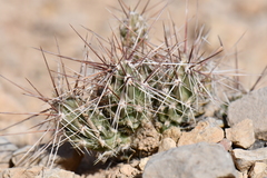 Grusonia grahamii