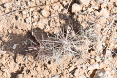 Grusonia grahamii