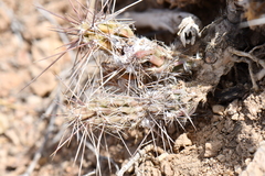 Grusonia grahamii