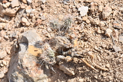 Grusonia grahamii