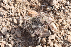 Grusonia grahamii