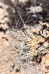 Grusonia grahamii