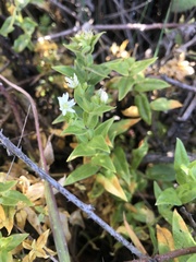 Stellaria littoralis