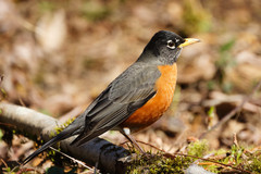 Turdus migratorius caurinus