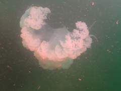 Rhopilema hispidum