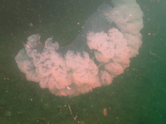 Rhopilema hispidum