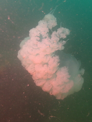 Rhopilema hispidum