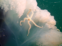 Ophiocnemis marmorata