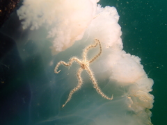 Ophiocnemis marmorata