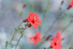 Silene laciniata laciniata