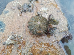 Hemicentrotus pulcherrimus
