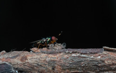 Physiphora alceae