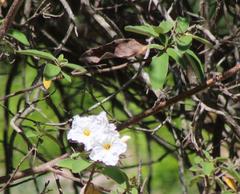 Cordia boissieri