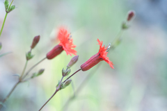 Silene laciniata laciniata