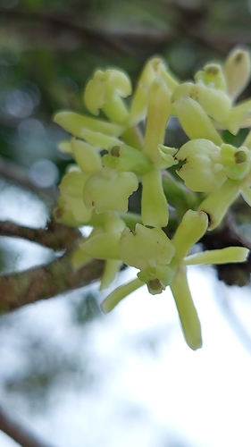 Epidendrum aggregatum Lindl. 4