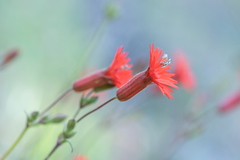 Silene laciniata laciniata