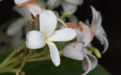 Holarrhena pubescens