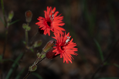 Silene laciniata laciniata