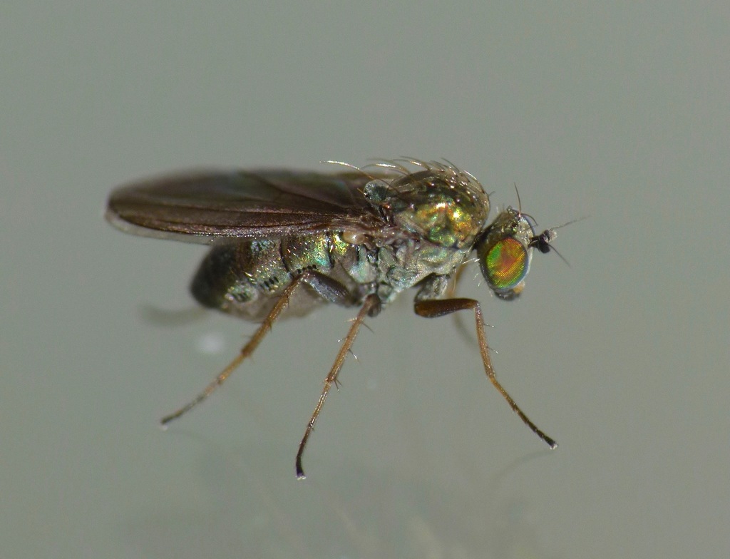 Chrysotimus scutatus